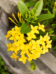 Vibrant yellow ixora flowers blooming with lush green leaves, a joyful burst of summer color and botanical beauty