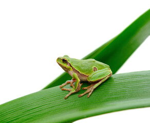 Green tree frog sitting on leaf isolated on white background