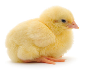 Fluffy yellow chick isolated on white background
