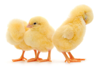 Fototapeta premium Three fluffy yellow chicks isolated on white background