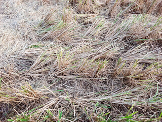 Harvested rice field aftermath showing straw stubble and soil texture for agriculture industry background