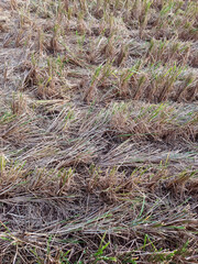 Golden rice paddy field under sunlight for agricultural harvest with straw and stubble texture background