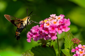 A Snowberry Clearwing Hummingbird moth feeding on pink lantana flowers