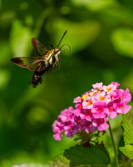 A Snowberry Clearwing Hummingbird moth feeding on pink lantana flowers