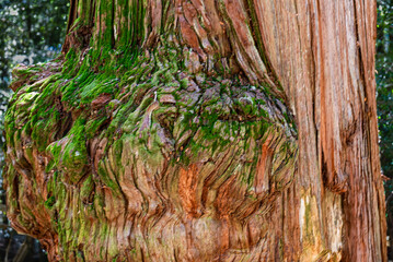Patagonian Andean forest. Cantaros waterfall, Rio Negro Province, Patagonia, Argentina