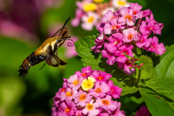A Snowberry Clearwing Hummingbird moth feeding on pink lantana flowers