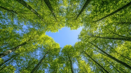 Fototapeta premium Green trees and blue sky low angle view