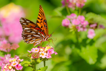 A Gulf Fritillary butterfly feeding on lantana