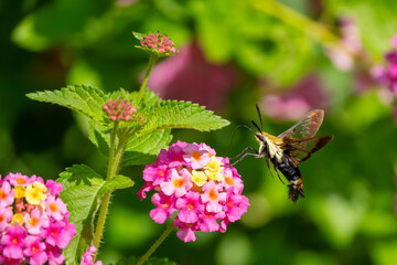 A Snowberry Clearwing Hummingbird moth feeding on pink lantana flowers