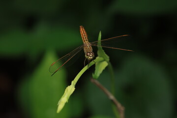 A capture of the orange-winged groundling dragonfly, belonging to the order Odonata and family Libellulidae. With its brownish-orange body and translucent wings marked with orange bands,