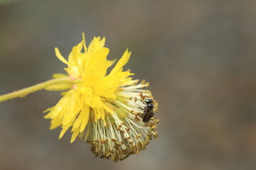 This image shows a stingless bee (Apidae, order Hymenoptera), a small pollinating insect with a dark hairy body and two pairs of transparent wings. The bee is perched on a yellow flower, 