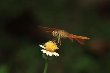  A scientific capture of a dragonfly (Brachythemis contaminata), belonging to the order Odonata and family Libellulidae. With its golden-orange body, transparent wings, and large compound eyes,
