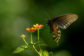 A pipevine butterfly feeding on a flower