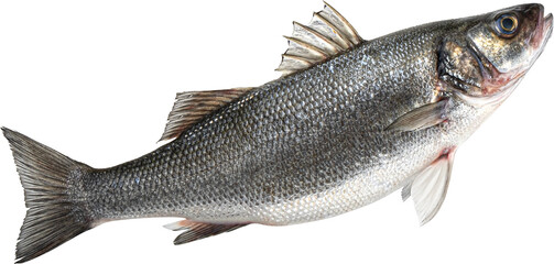 Raw sea bass fish isolated