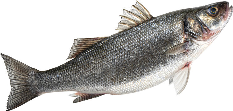 Raw sea bass fish isolated