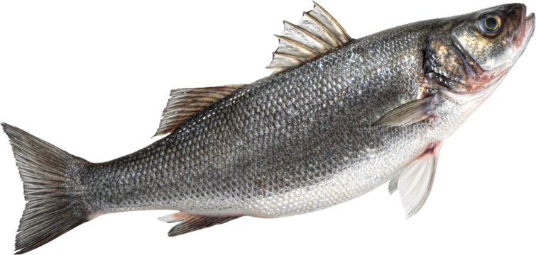 Raw sea bass fish isolated