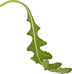 Rucola leaf, falling arugula salad isolated