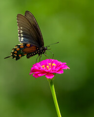 A pipevine butterfly feeding on a flower