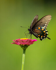 A pipevine butterfly feeding on a flower