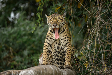Jaguar