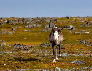 Pretty reindeer grazing on the tundra by the Sea of Batrens above Arctic Circle, Norway 