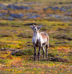 Pretty reindeer grazing on the tundra by the Sea of Batrens above Arctic Circle, Norway 