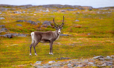 Pretty reindeer grazing on the tundra by the Sea of Batrens above Arctic Circle, Norway 