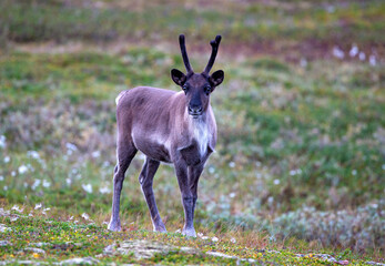 Pretty reindeer grazing on the tundra by the Sea of Batrens above Arctic Circle, Norway 