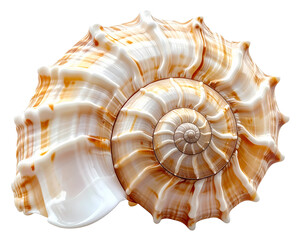 Obraz premium A macro shot of a single brown marine conch snail shell isolated on a white background