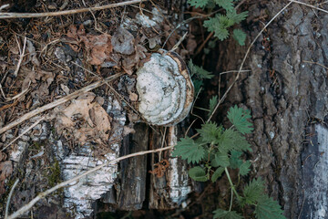 Bracket fungus grows on tree bark among dry leaves and grass in a shady forest, showing detailed...