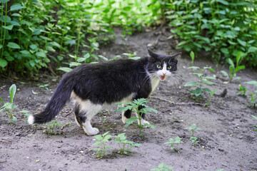 Black and white cat exploring outdoors in green garden setting with curious expression.