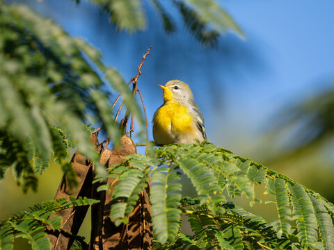 Northern parula bird perched on Mimosa tree