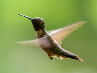 Ruby-throated hummingbird in flight with blurred wings due to slower shutter speed