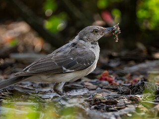 Northern mockingbird eating an insect