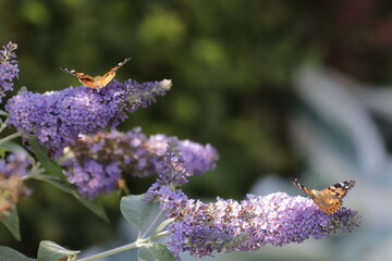 Red Admiral (Atalanta Vanessa) Butterfly