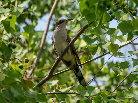 Yellow-billed cuckoo perched on a limb