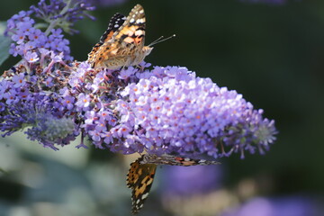 Red Admiral (Atalanta Vanessa) Butterfly