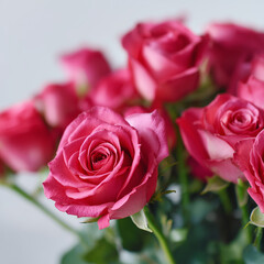 pink roses in a garden
