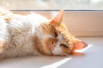 White-red fluffy cat lies on the windowsill and squints, basking in the rays of the sun, close-up. Rest and comfortable sleep of pets