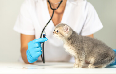 Veterinarian examining a kitten with a dental tool during a routine checkup in a calm clinic setting