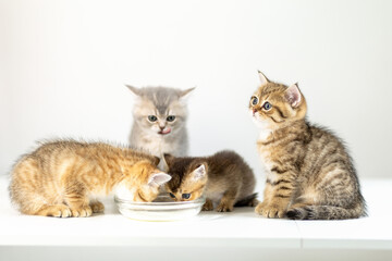 Group of playful kittens enjoying a meal together in a bright indoor setting with soft lighting