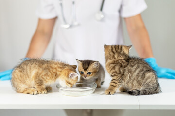 Veterinary care for playful kittens enjoying milk in a clinic setting