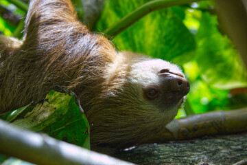 A closeup of a three-fingered sloth resting on a tree branch in the Costa Rican jungle next to the Caribean coastline
