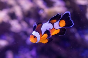 Clownfish Swimming in Colorful Aquarium Reef