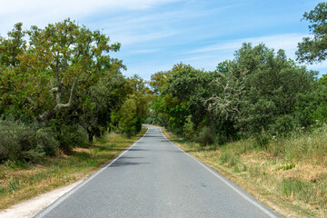 Scenic road through Alentejo, Portugal, lined with cork oak trees (Quercus suber), famous for their cork production and iconic Mediterranean landscape.