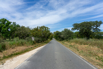 Fototapeta premium Scenic road through Alentejo, Portugal, lined with cork oak trees (Quercus suber), famous for their cork production and iconic Mediterranean landscape.