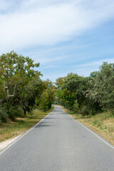 Scenic road through Alentejo, Portugal, lined with cork oak trees (Quercus suber), famous for their cork production and iconic Mediterranean landscape.