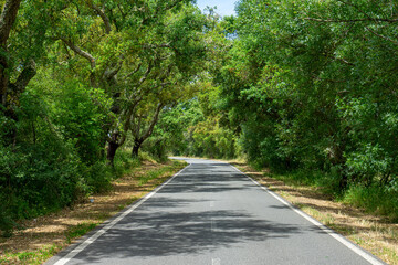 Obraz premium Scenic road through Alentejo, Portugal, lined with cork oak trees (Quercus suber), famous for their cork production and iconic Mediterranean landscape.
