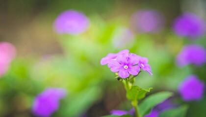 Captivating close up of vibrant purple phlox flowers with selective focus