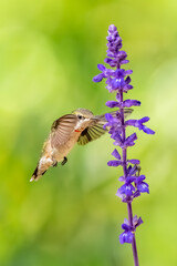 A male ruby-throated hummingbird feeding on a blue flower